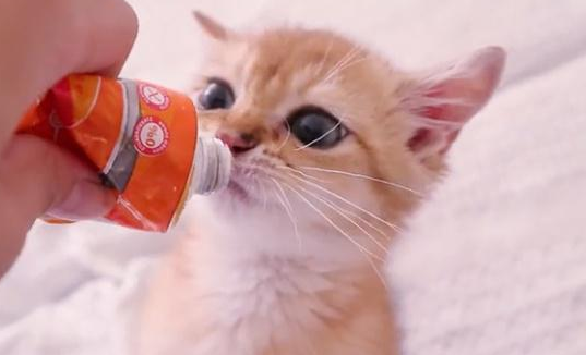 猫咪营养膏哪个牌子比较好