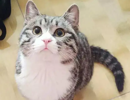 为什么别养土猫?这篇文章有答案! 为什么别养土猫?这篇文章有答案!