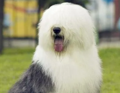 古牧是禁养犬吗？我猜一定有人不知道。