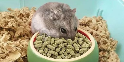 仓鼠粮食有什么