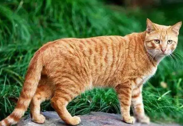 十大最适合新手养的猫