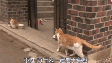橘猫偷盗上千只手套,得知真相后网友感动落泪! 橘猫偷盗上千只手套,得知真相后网友感动落泪!