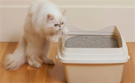 猫没有猫砂能憋多久?可以来看看!