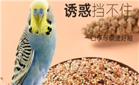 鸟饲料怎么选