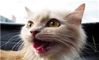 猫在车上一直张嘴喘气，是有原因的！