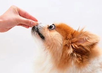 狗的体内驱虫用什么药
