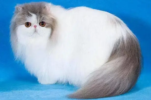 波斯猫为什么叫波斯猫?这里有答案! 波斯猫为什么叫波斯猫?这里有答案!