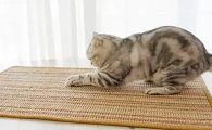 怎么让猫抓猫抓板