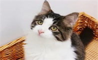 为什么别养土猫？这篇文章有答案！