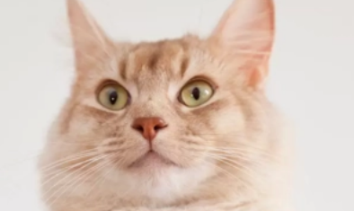 猫把主人当恋人的表现 猫会把主人当恋人吗？这一点大家要明白。