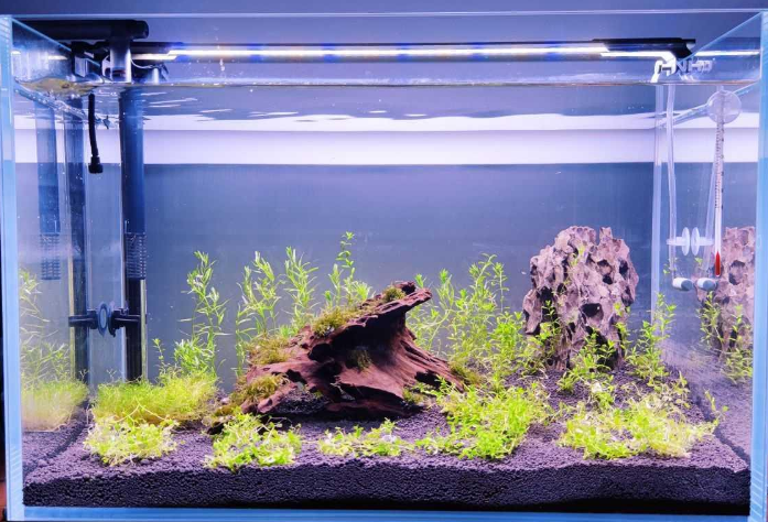 鱼缸水腥味怎么处理
