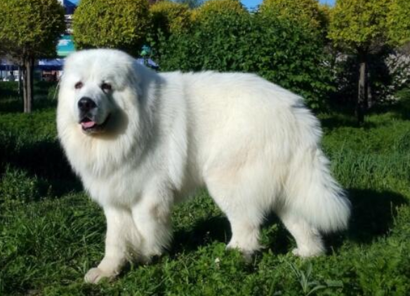 今日解析，大白熊犬掉毛严重解决方法