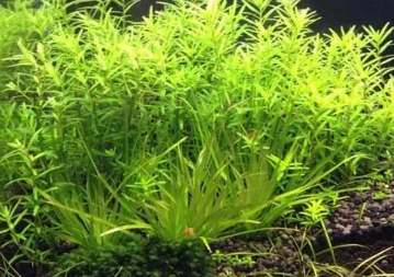鱼缸里能放水草吗