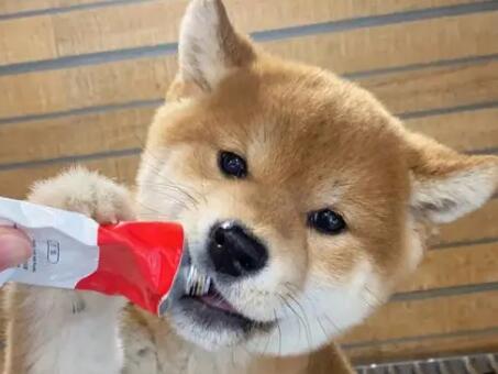 狗营养膏吃多了会怎么样