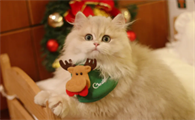 饲养科普:猫中暑有什么后遗症?