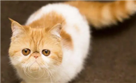 买加菲猫去哪里