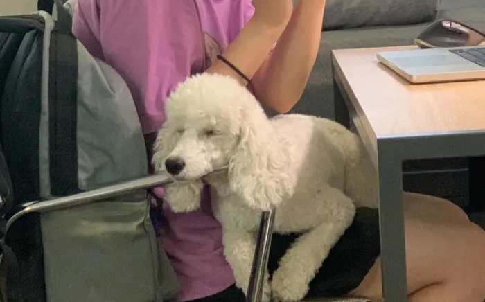 带狗搬家要忌讳什么，你肯定不知道吧！