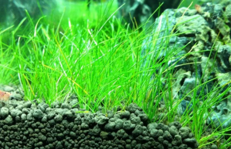 80的鱼缸需要多少水草泥
