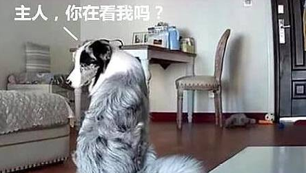 当主人离开家后,狗狗独自在家会做什么? 当主人离开家后,狗狗独自在家会做什么?