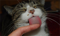 猫咪会把主人当成配偶吗