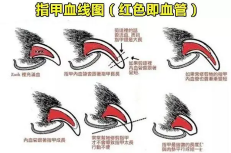狗狗指甲剪到哪里合适