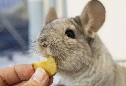 龙猫吃什么粮食 龙猫吃什么粮食