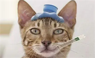 猫猫感冒什么药