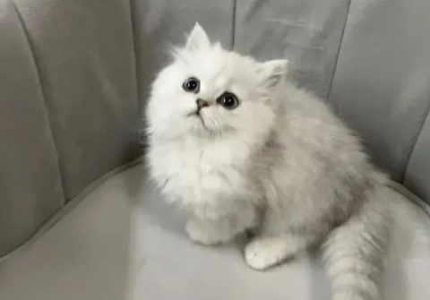 金吉拉猫认主人的吗?不知道的朋友来看看~ 金吉拉猫认主人的吗?不知道的朋友来看看~