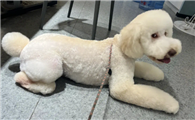 巨贵犬价格表