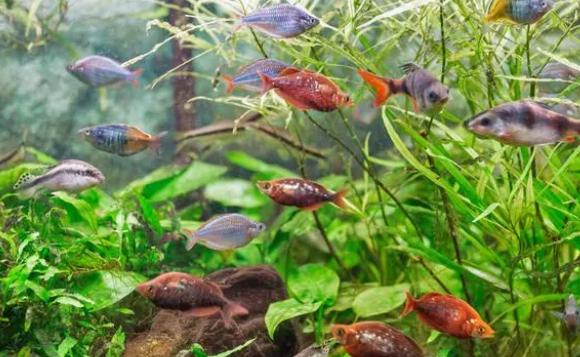 鱼缸种水草都需要什么