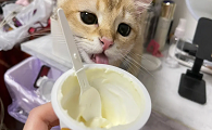 什么酸奶猫咪可以喝呢