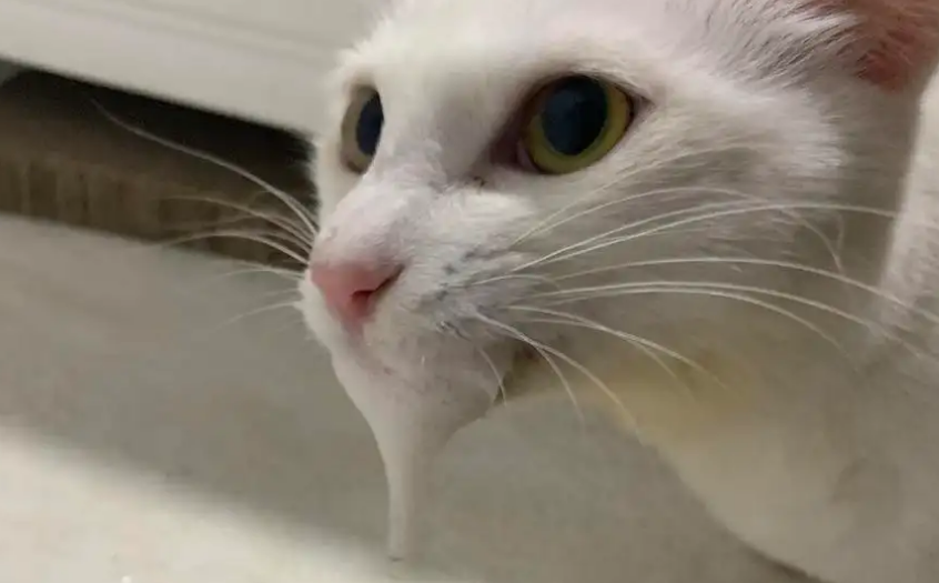 猫咪口吐白沫一直抽搐的原因你找到了吗? 猫咪口吐白沫一直抽搐的原因你找到了吗?