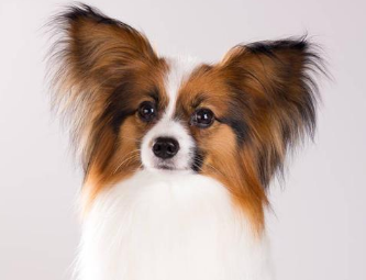 蝴蝶犬幼犬需要陪伴吗?饲主来看看吧 蝴蝶犬幼犬需要陪伴吗?饲主来看看吧