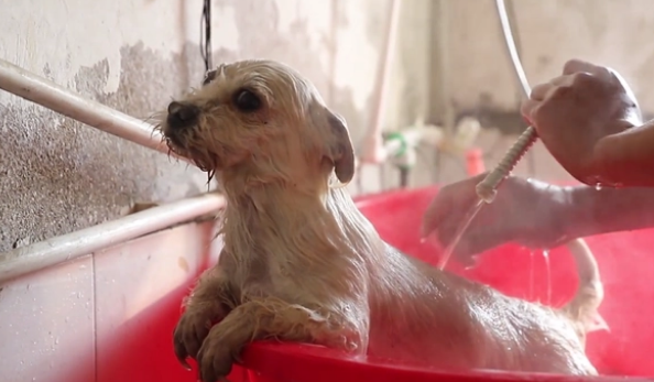 小狗被收留后,发现原来它竟如此漂亮 小狗被收留后,发现原来它竟如此漂亮