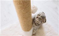 猫抓板哪种形状好