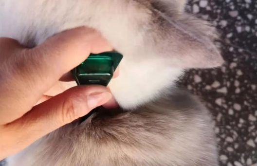 猫洗完澡多久可以做体外驱虫？ 快来了解一下 
