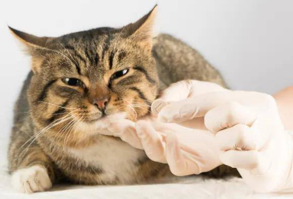 怎么给猫驱虫体内驱虫