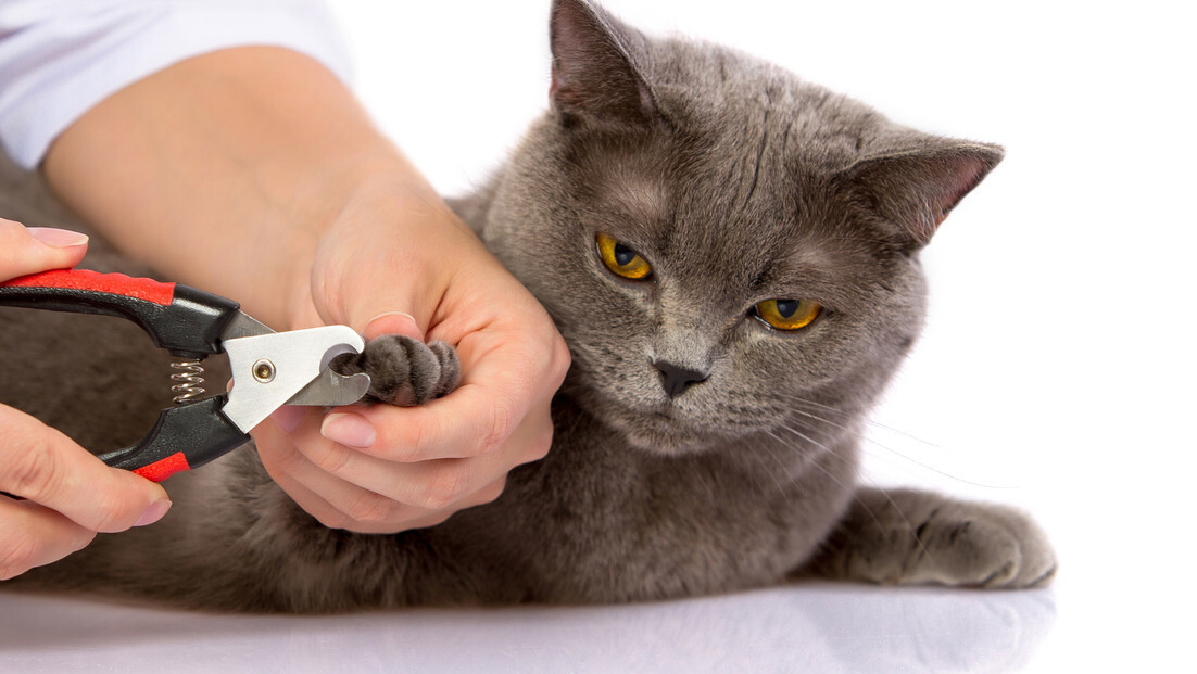 猫咪需要剪指甲吗