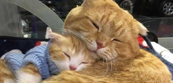 今日科普：公猫认识自己的孩子吗？