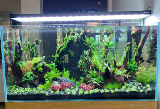鱼缸水草泥水浑浊原因和解决方案 鱼缸水草泥水浑浊原因和解决方案