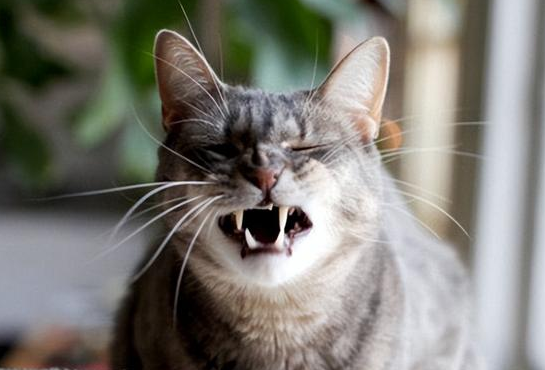 猫咪咳嗽什么病