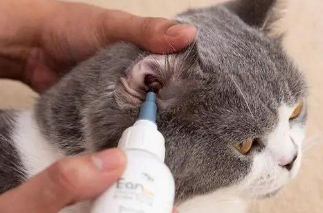 猫咪去宠物店治耳螨要多少钱