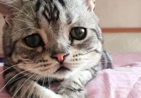 猫界“忧郁哥”走红,沮丧小脸引人注目,被收养后360°大转变 猫界“忧郁哥”走红,沮丧小脸引人注目,被收养后360°大转变
