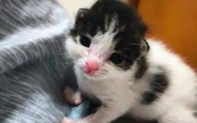 那只叼着小猫，主动把它送给人类的猫妈妈