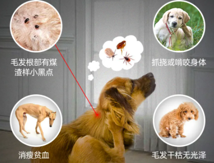 汉宠欣体外驱虫药怎么用