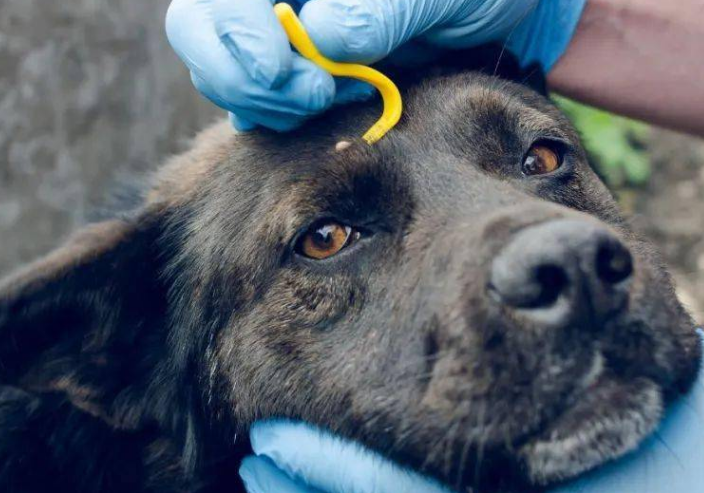 一文告诉你,怎么给狗狗去蜱虫?