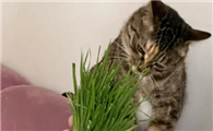 猫草可以多吃吗