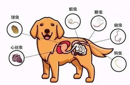 狗狗拉稀可以体外驱虫吗