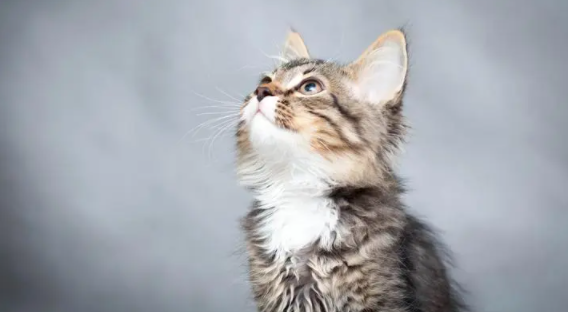 科普一下，猫为什么要猫砂？而狗却不用呢？