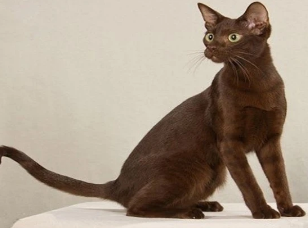 哈瓦那猫吃什么能变胖？来了解下吧
